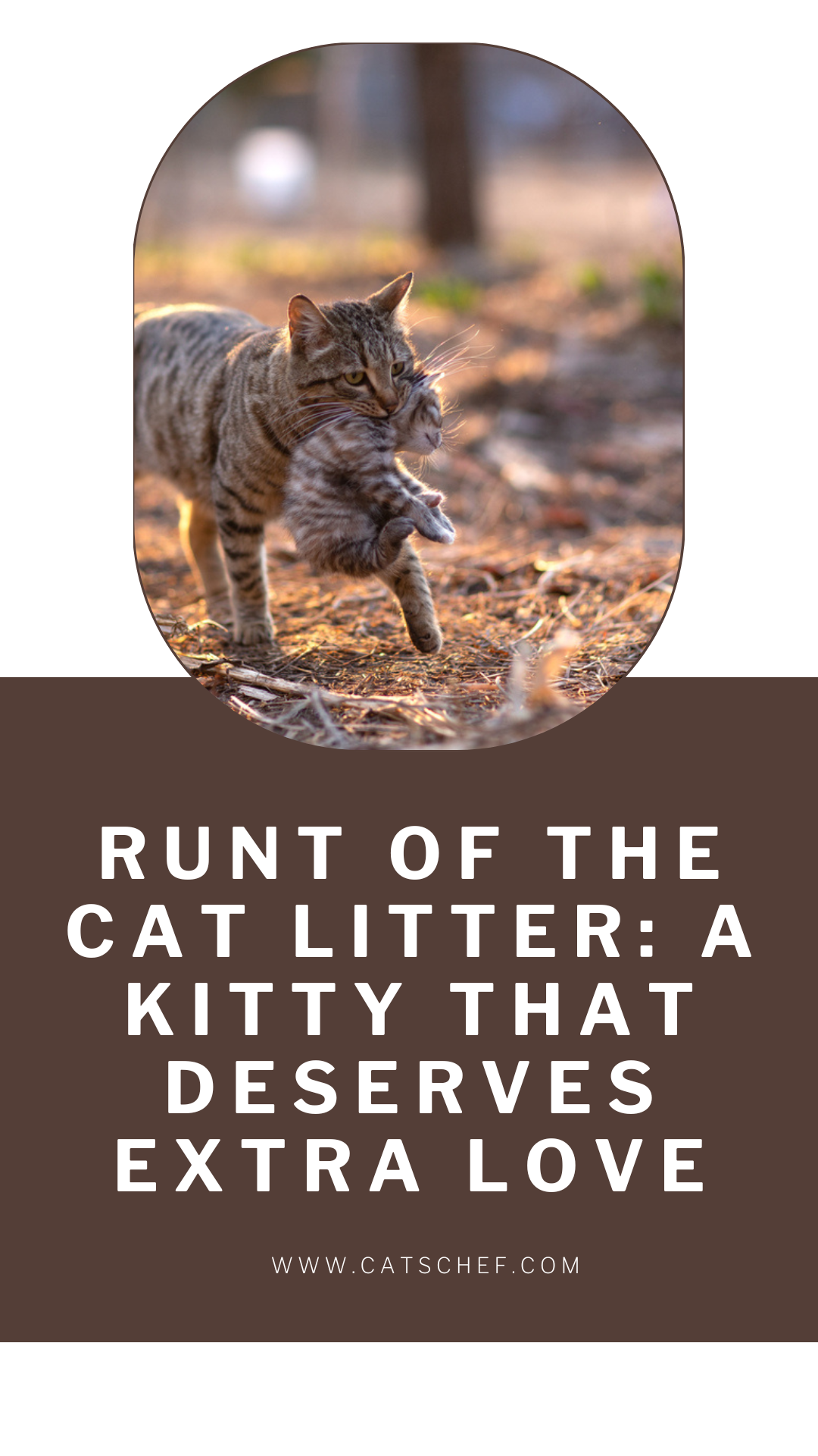 Runt Of The Cat Litter: A Kitty That Deserves Extra Love