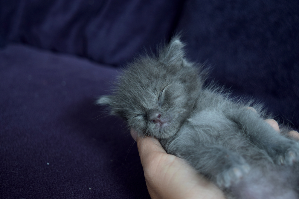 Kedi Kumunun Avı: Fazladan Sevgiyi Hak Eden Bir Kedicik