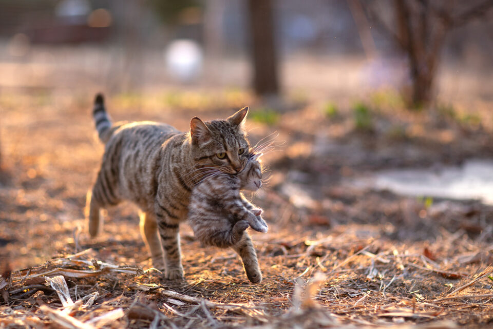Runt Of The Cat Litter A Kitty That Deserves Extra Love