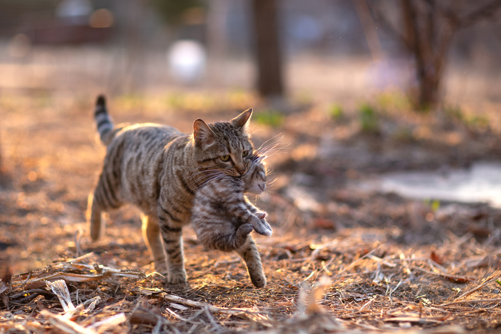 Kedi Kumunun Avı: Fazladan Sevgiyi Hak Eden Bir Kedicik