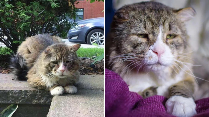 Sokaktan Kurtarılan Üzgün Kedi Ve Gözleri Nihayet Mutlu Olduğunu Gösteriyor