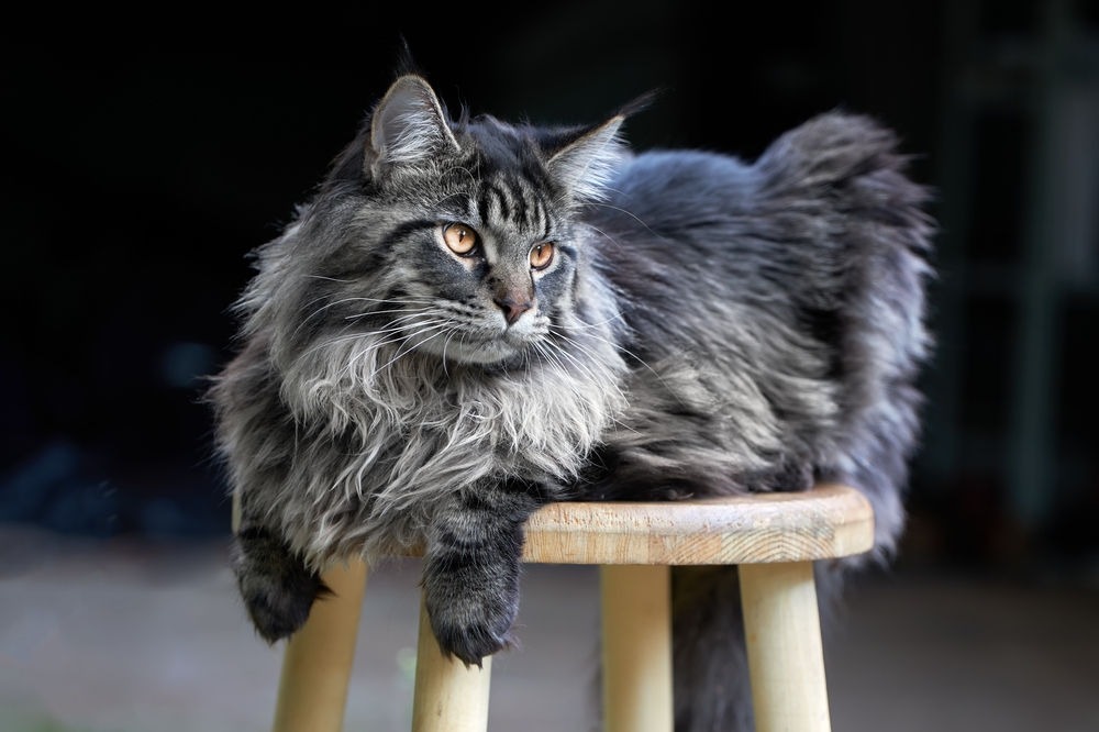 Gümüş Maine Coon: Mükemmel Tuz ve Biber Saçlı Evcil Hayvan