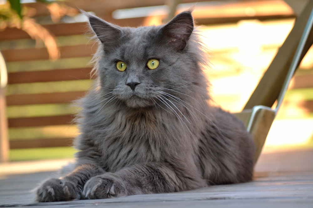 Gümüş Maine Coon: Mükemmel Tuz ve Biber Saçlı Evcil Hayvan