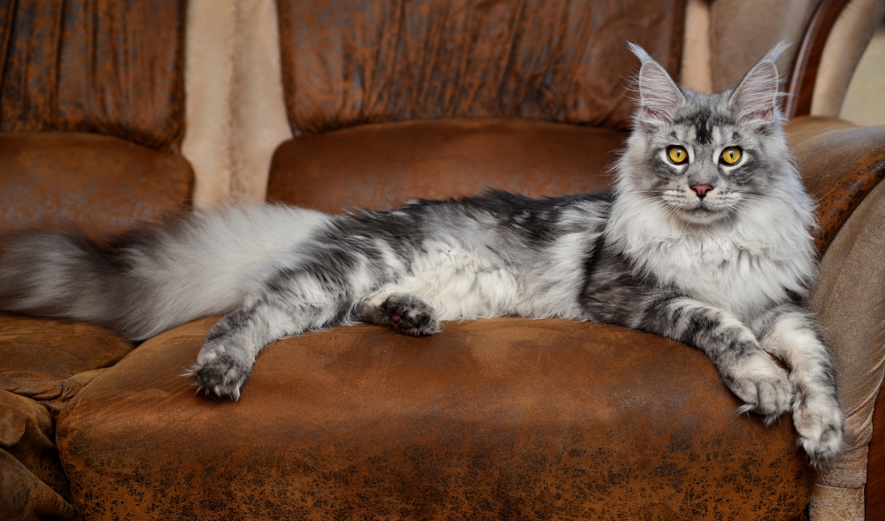 Silver Maine Coon: The Purrfect Salt-And-Pepper-Haired Pet