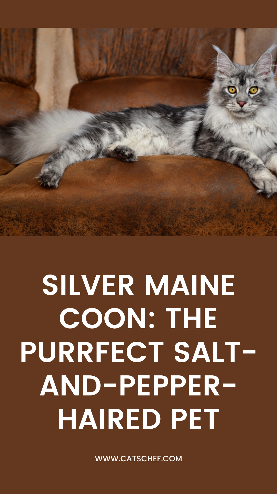 Gümüş Maine Coon: Mükemmel Tuz ve Biber Saçlı Evcil Hayvan