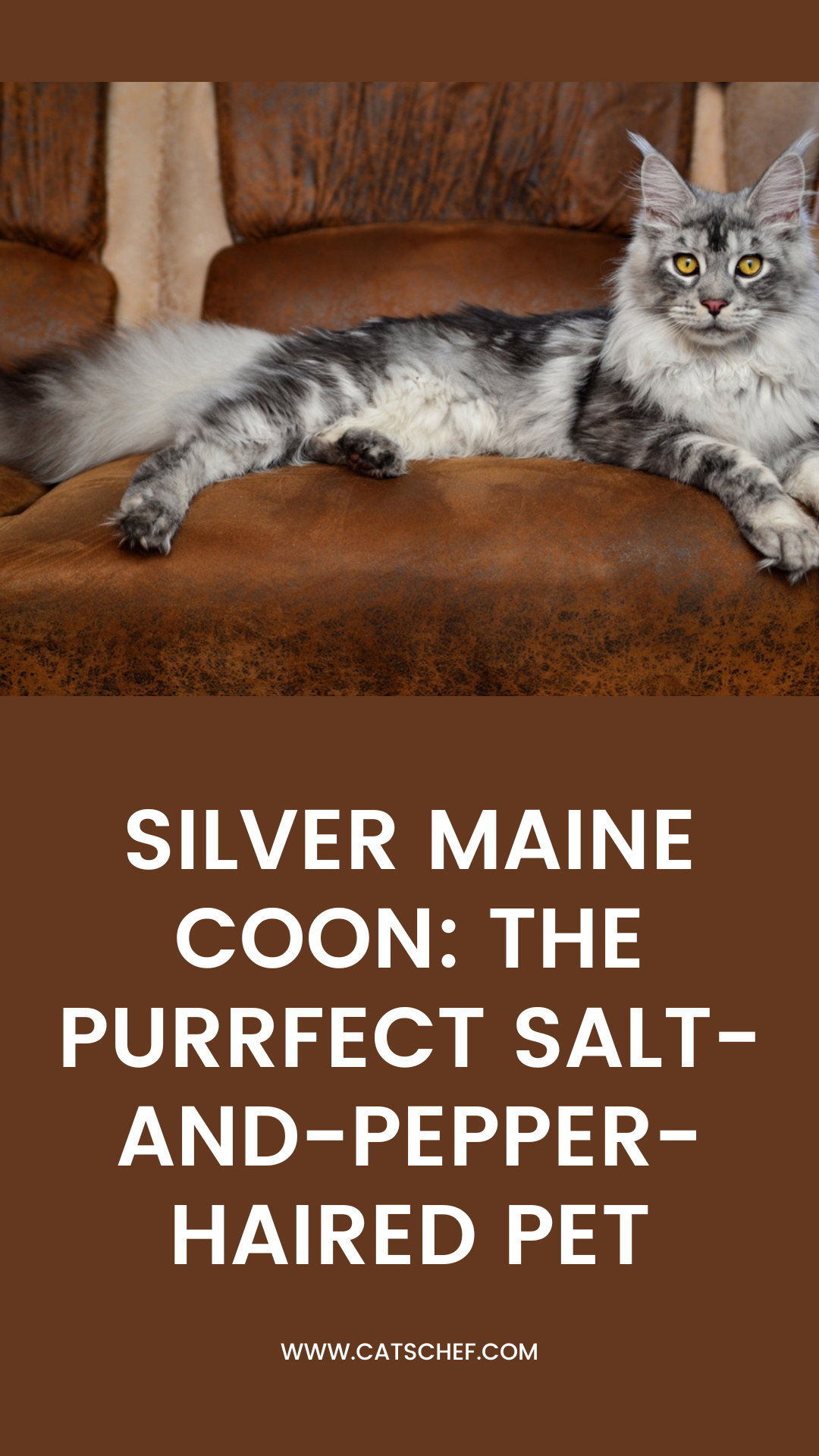 Silver Maine Coon: The Purrfect Salt-And-Pepper-Haired Pet