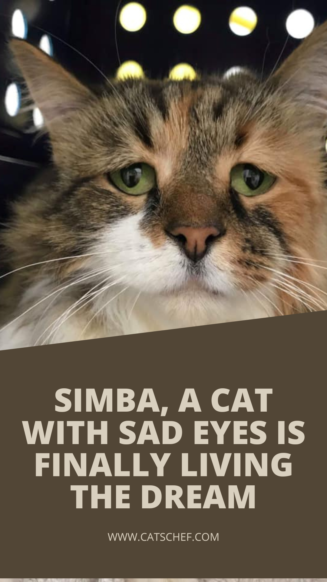 Simba, A Cat With Sad Eyes Is Finally Living The Dream