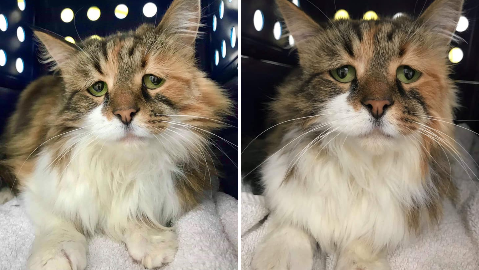 Simba, A Cat With Sad Eyes Is Finally Living The Dream