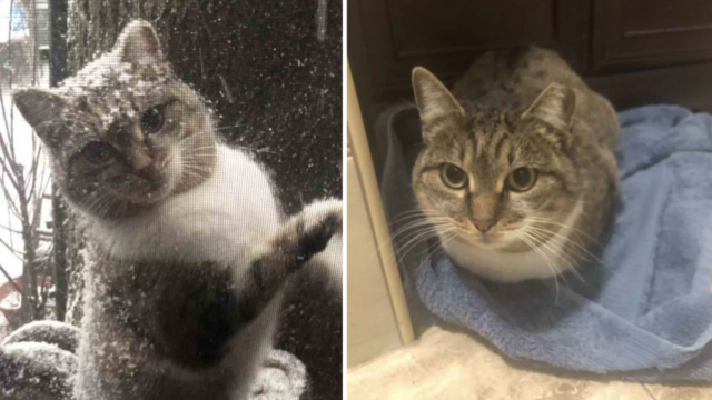 Stray Cat "Knocks" At Window During A Snow Storm As If She's Asking To Let Her In
