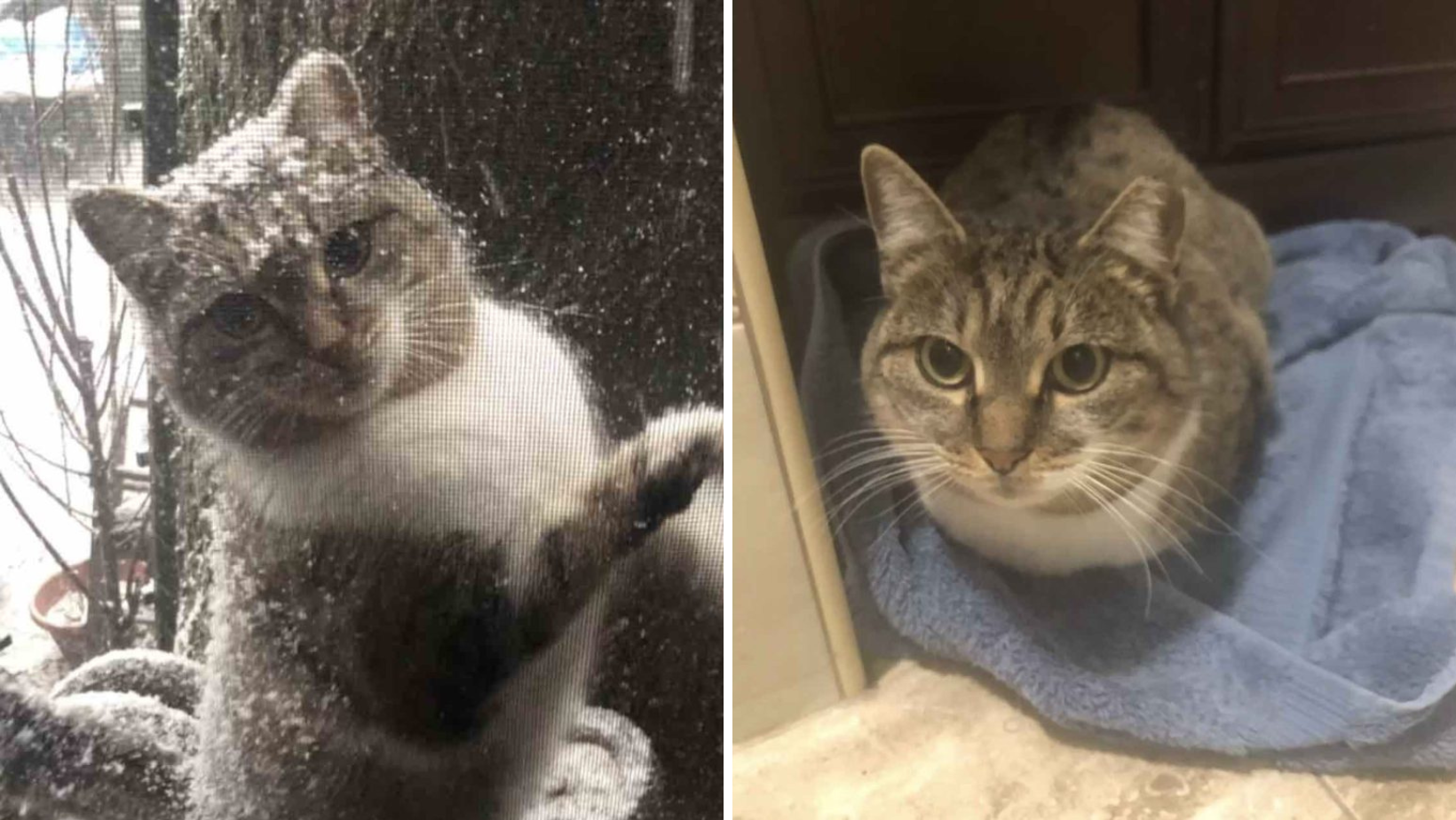 Stray Cat Knocks At Window During A Snow Storm As If She's Asking To Let Her In