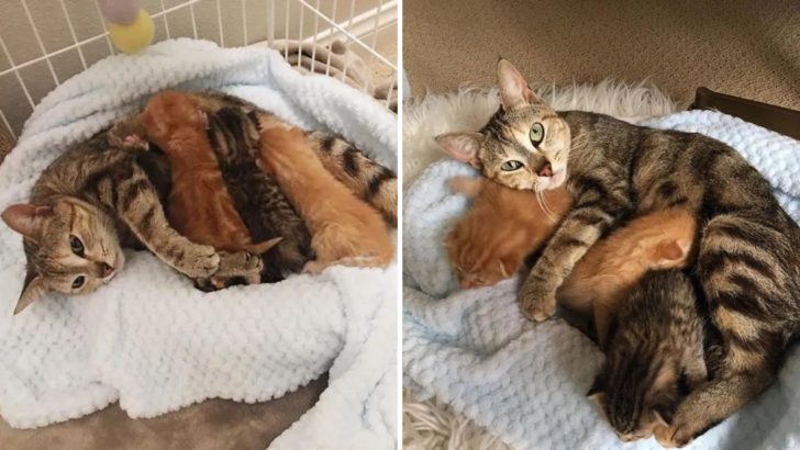 Stray Cat Reunites With Her Kittens That Were Taken Into An Animal Shelter