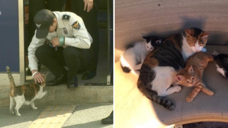 Stray Cat Takes Her Family To A Police Station And It Becomes Their Forever Home