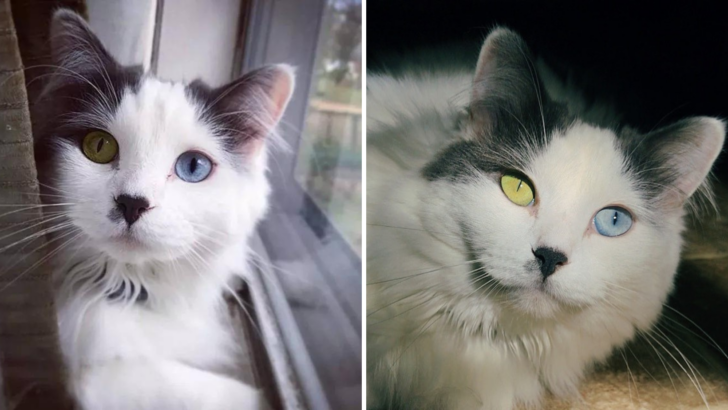 Stray Kitten With Beautiful Eyes Finally Gets A Chance To Live A Happy Life