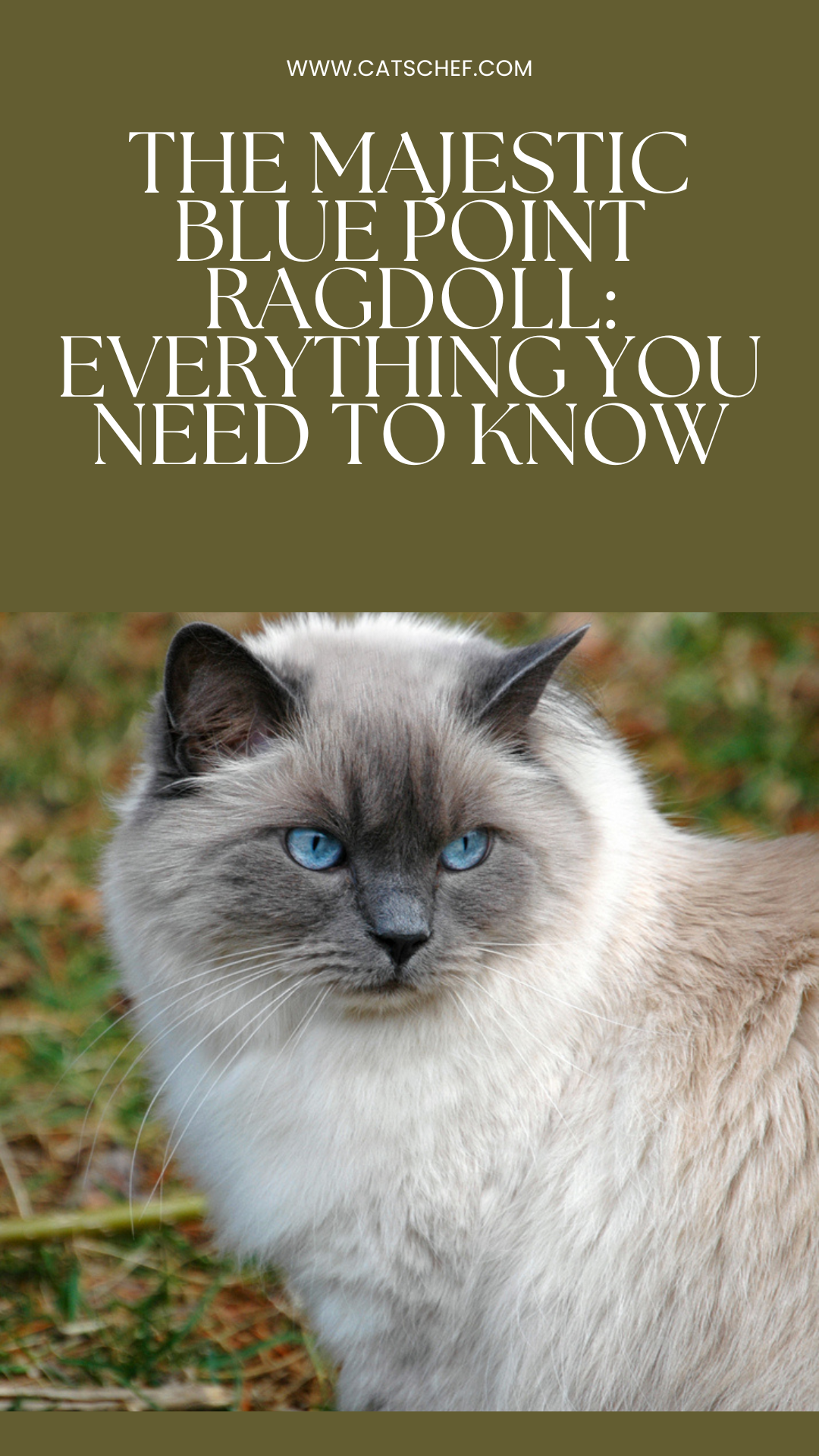 The Majestic Blue Point Ragdoll: Everything You Need To Know