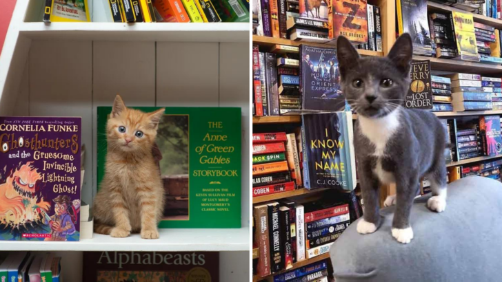 Kanada'daki Bu Kitapçı Evlat Edinebileceğiniz Kedilerle Dolu