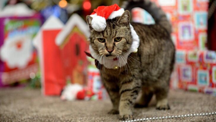 Bu Kedi 31. Noelini Kutluyor, Bu da Onu Kedi Yaşında 141 Yapıyor (VAY CANINA!)