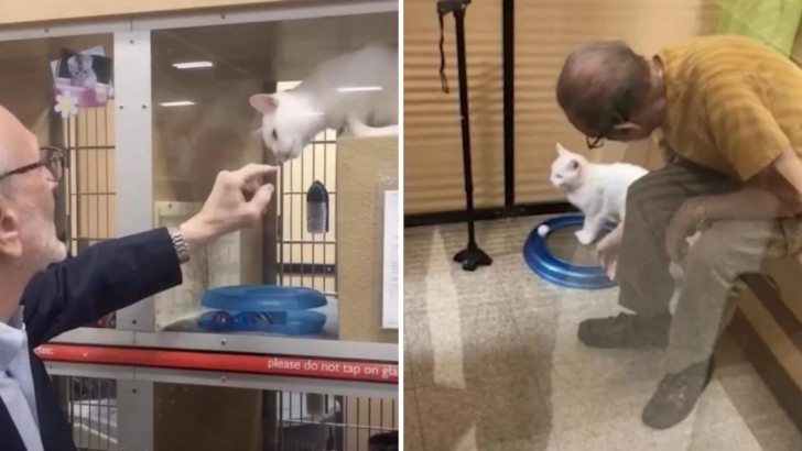 This Elderly Man Lost His Wife And Decided To Adopt A Cat To Fight His Solitude
