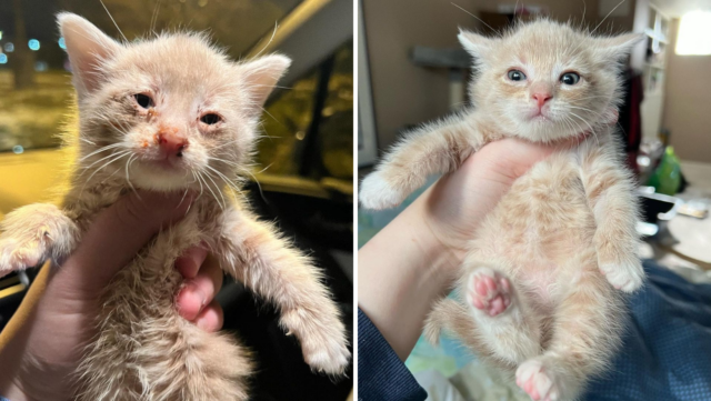 This Is Kitten Eggnog Tiny Guy With A Sad Life Story, But He's Finally Doing Well