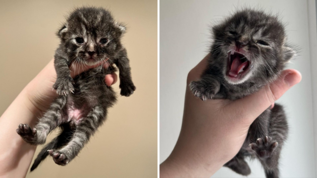 This Is Kitten Paddington 220 Grams Of Pure Drama