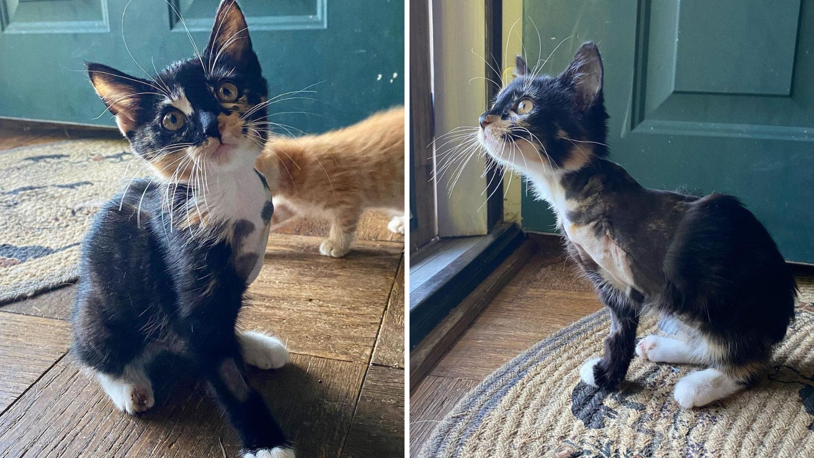 This Is Summer A Kitten Hit By A Car But She Doesn't Let Her Injuries Change Her Mood