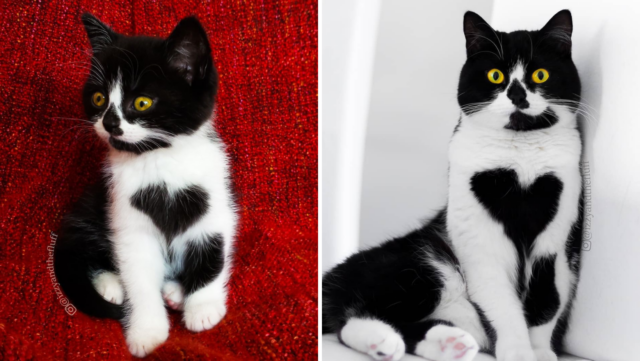 This Is Zoë, A Charming Cat Who Wears Her Heart On Her Chest