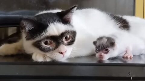 This Is “Zorro”, The Father Cat Whose Baby Kitten Looks Just Like Him