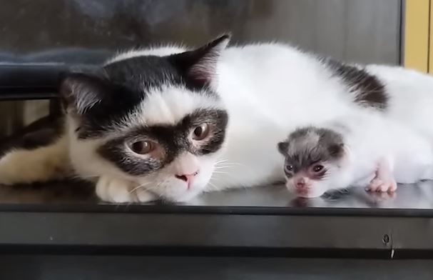 This Is Zorro, The Father Cat Whose Baby Kitten Looks Just Like Him