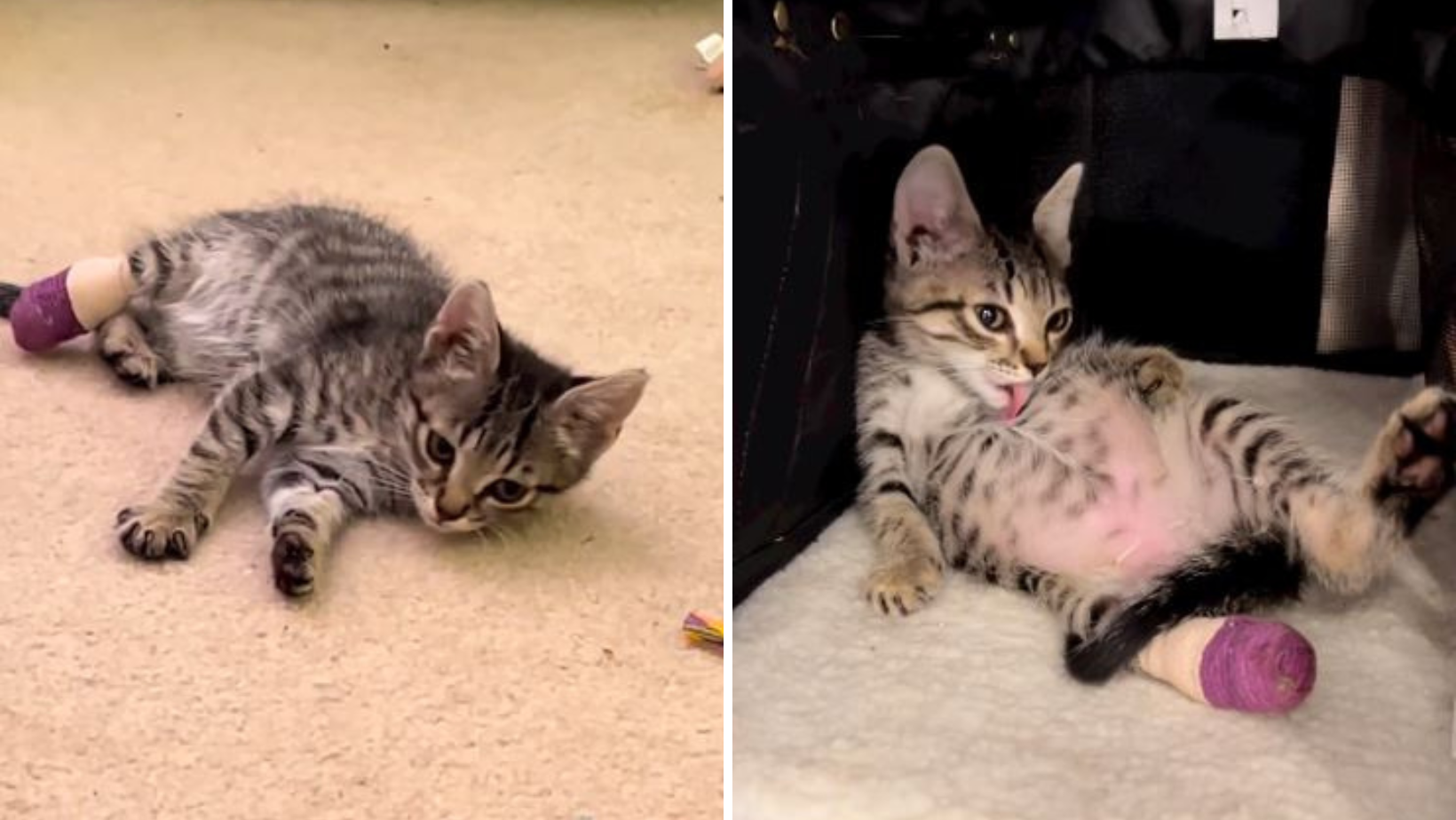 This Kitten Rescue Lost A Part Of Her Leg While Hiding In A Car Engine