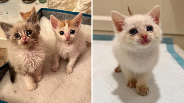 This Litter Of Kittens Named After Fish Had A Rough Start But They Are Real Fighters