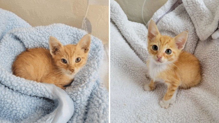 This Little Kitten Was Found All Alone And Is In Need Of Help