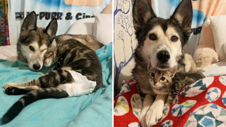 This Paralyzed Kitten And Husky Share A “Love At First Sight” Moment