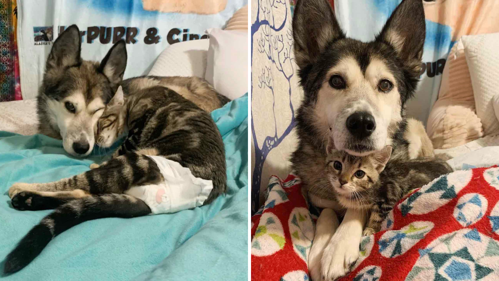 This Paralyzed Kitten And Husky Share A Love At First Sight Moment