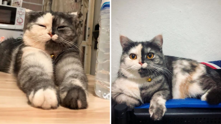 This Pretty Cat With A Unique Face Will Make You Fall In Love With Her