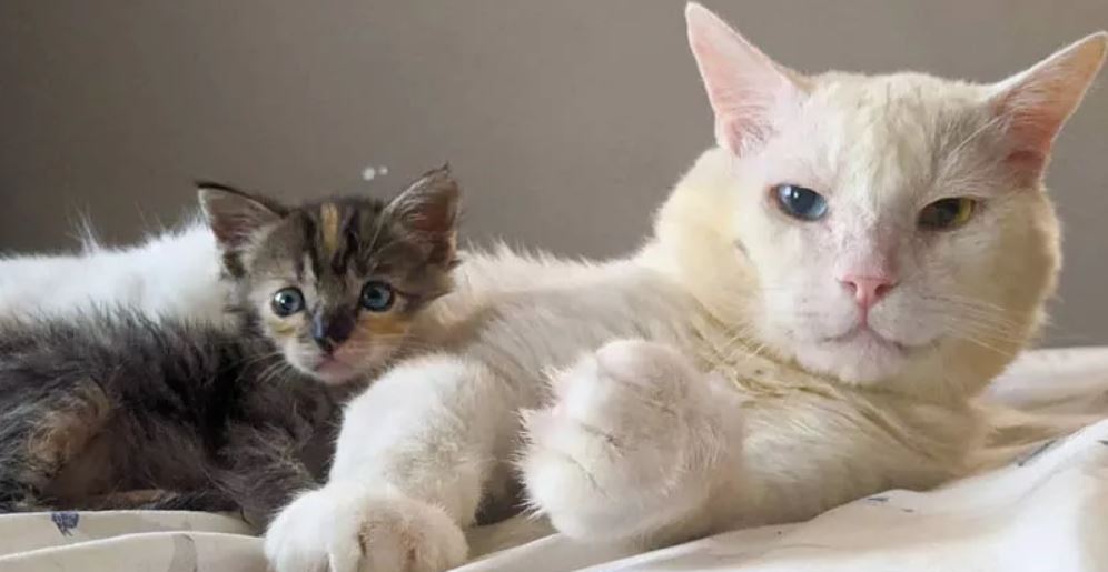 This Rescued Senior Cat Was Antisocial But A Tiny Kitty Wouldn't Have It