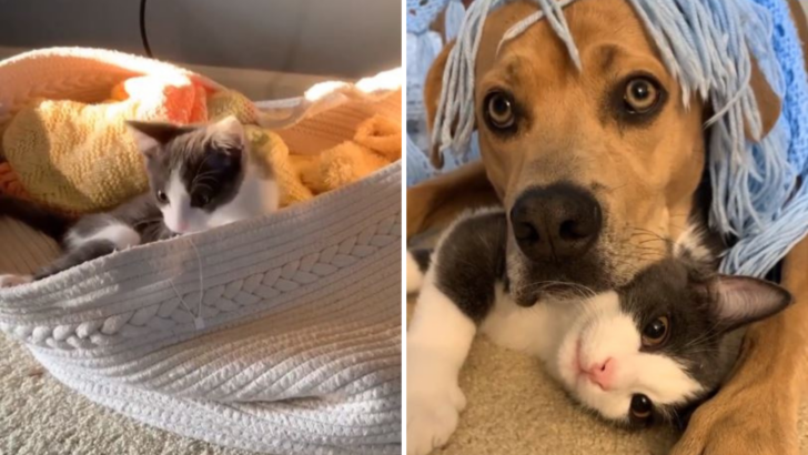 This Wobbly Kitten Wins The Heart Of The Family Dog And Gets A Furever Home
