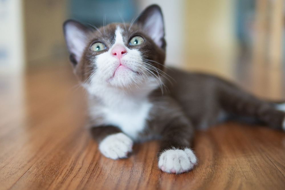 Kedi Davranışını Anlamak: Kediniz Tavan Vantilatöründen Neden Korkuyor?
