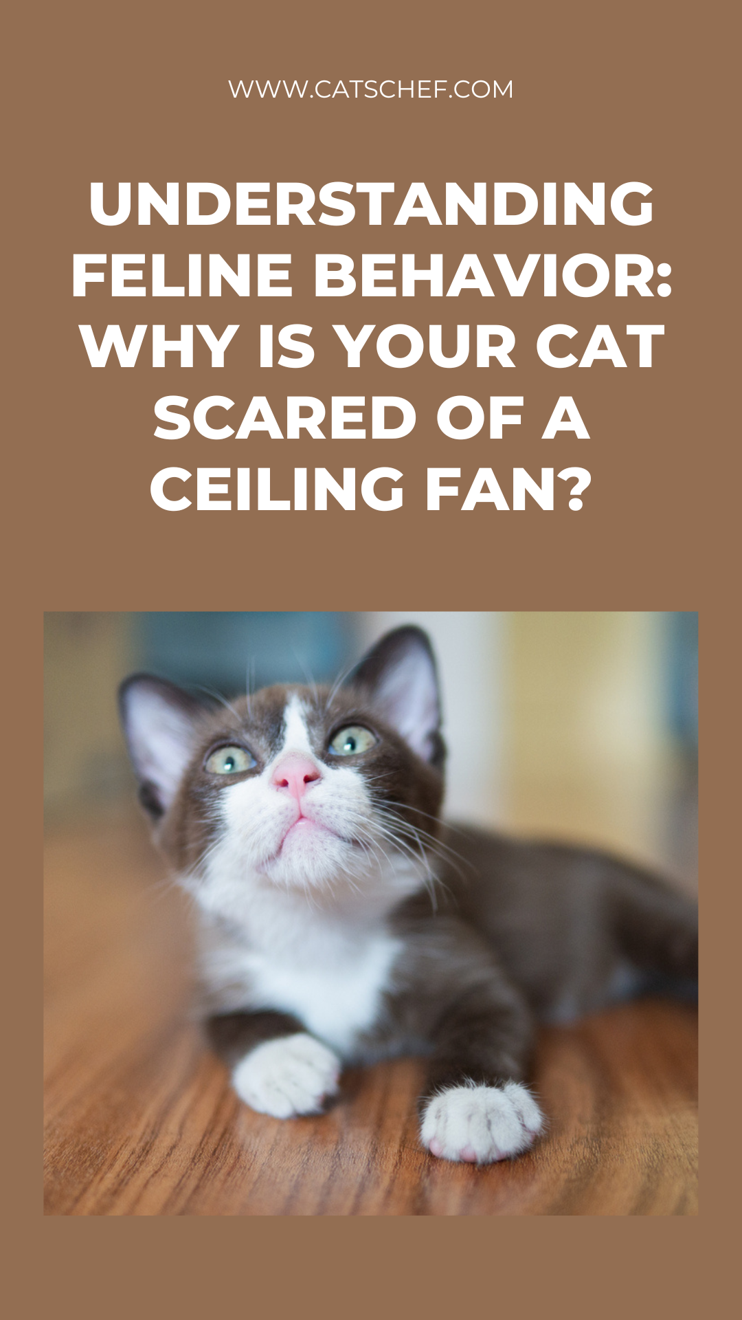 Kedi Davranışını Anlamak: Kediniz Tavan Vantilatöründen Neden Korkuyor?