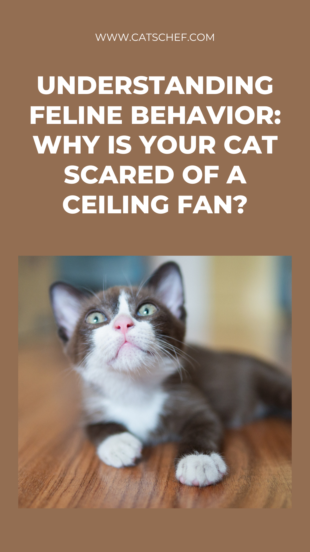 Understanding Feline Behavior: Why Is Your Cat Scared Of A Ceiling Fan?