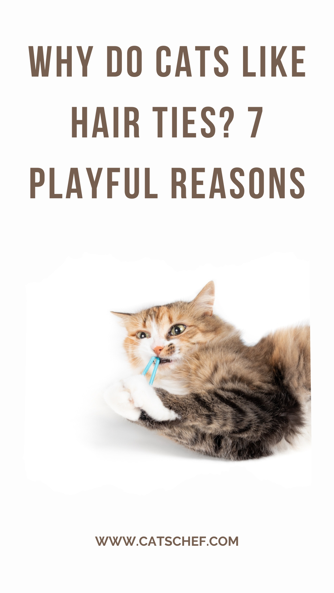 Why Do Cats Like Hair Ties? 7 Playful Reasons