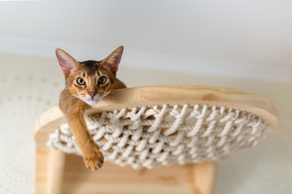 Why Does My Cat Like To Sit Up High? Is She Eyeing My Every Move?