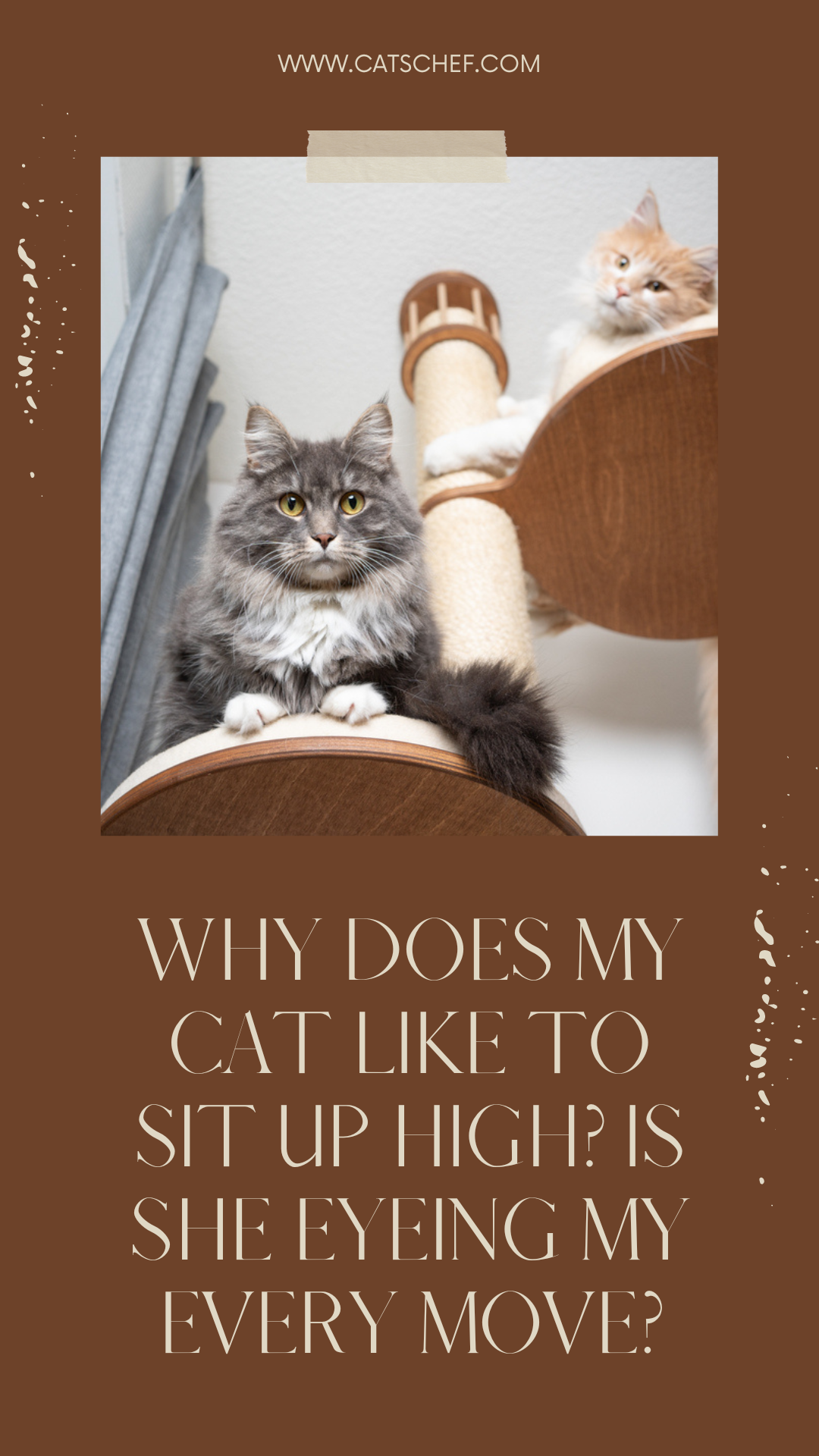 Kedim Neden Yüksekte Oturmayı Seviyor? Her Hareketimi Gözetliyor mu?
