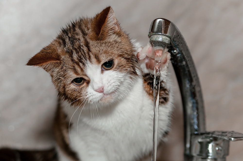 Why Does My Cat Use Her Paw When Drinking Water? Does She Need Help?