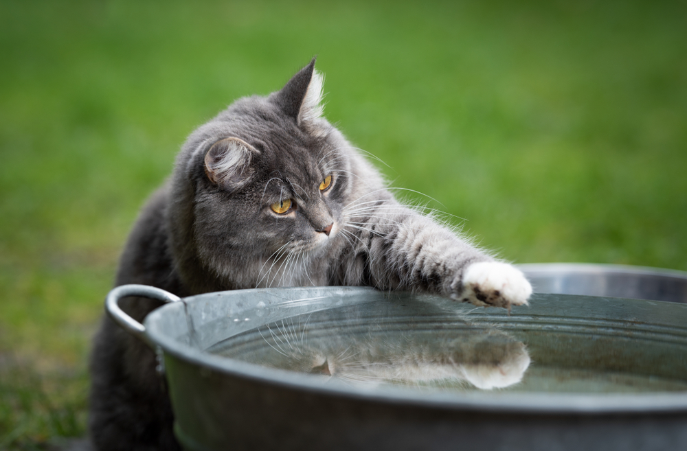 Why Does My Cat Use Her Paw When Drinking Water? Does She Need Help?