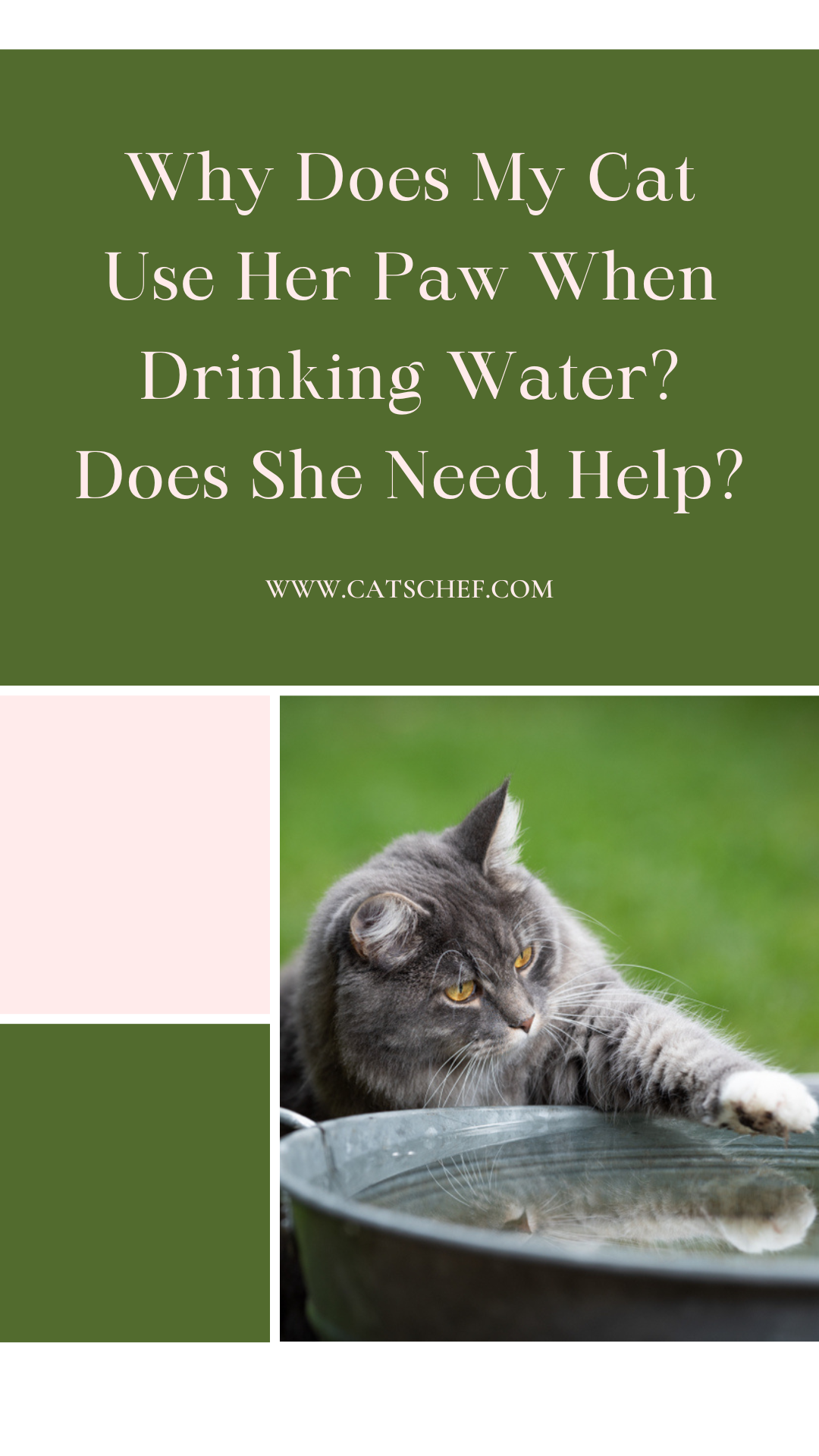 Kedim Su İçerken Neden Patisini Kullanıyor? Yardıma İhtiyacı Var mı?