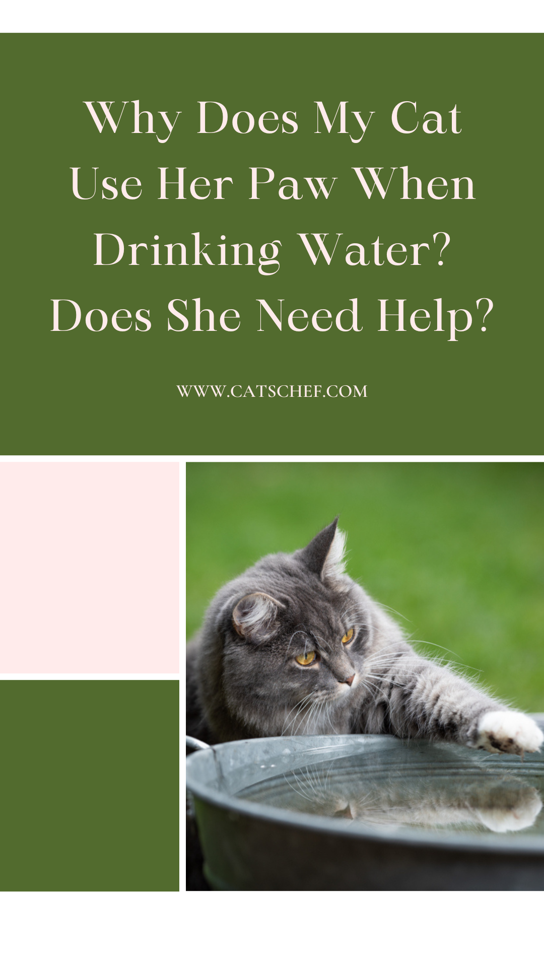 Why Does My Cat Use Her Paw When Drinking Water? Does She Need Help?