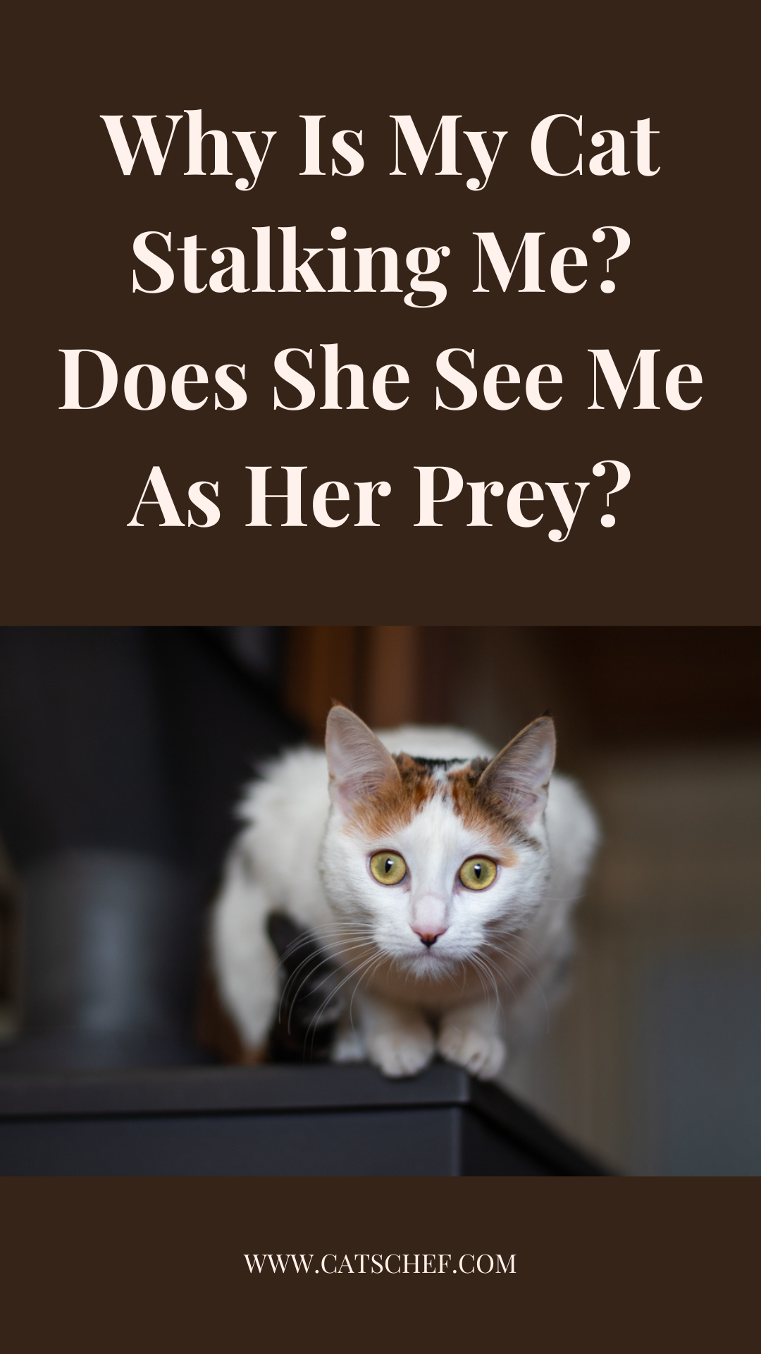 Kedim Neden Beni Takip Ediyor? Beni Avı Olarak mı Görüyor?
