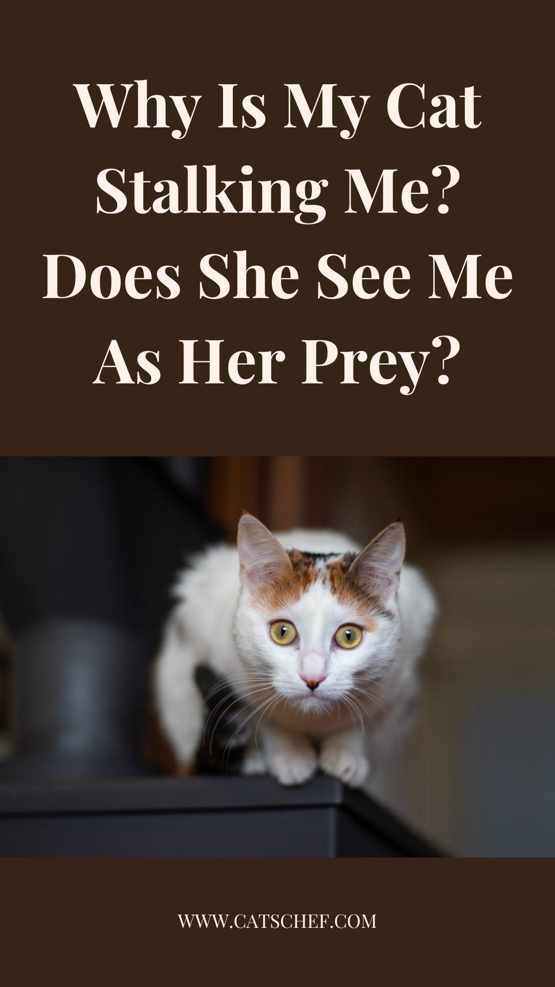 Why Is My Cat Stalking Me? Does She See Me As Her Prey?