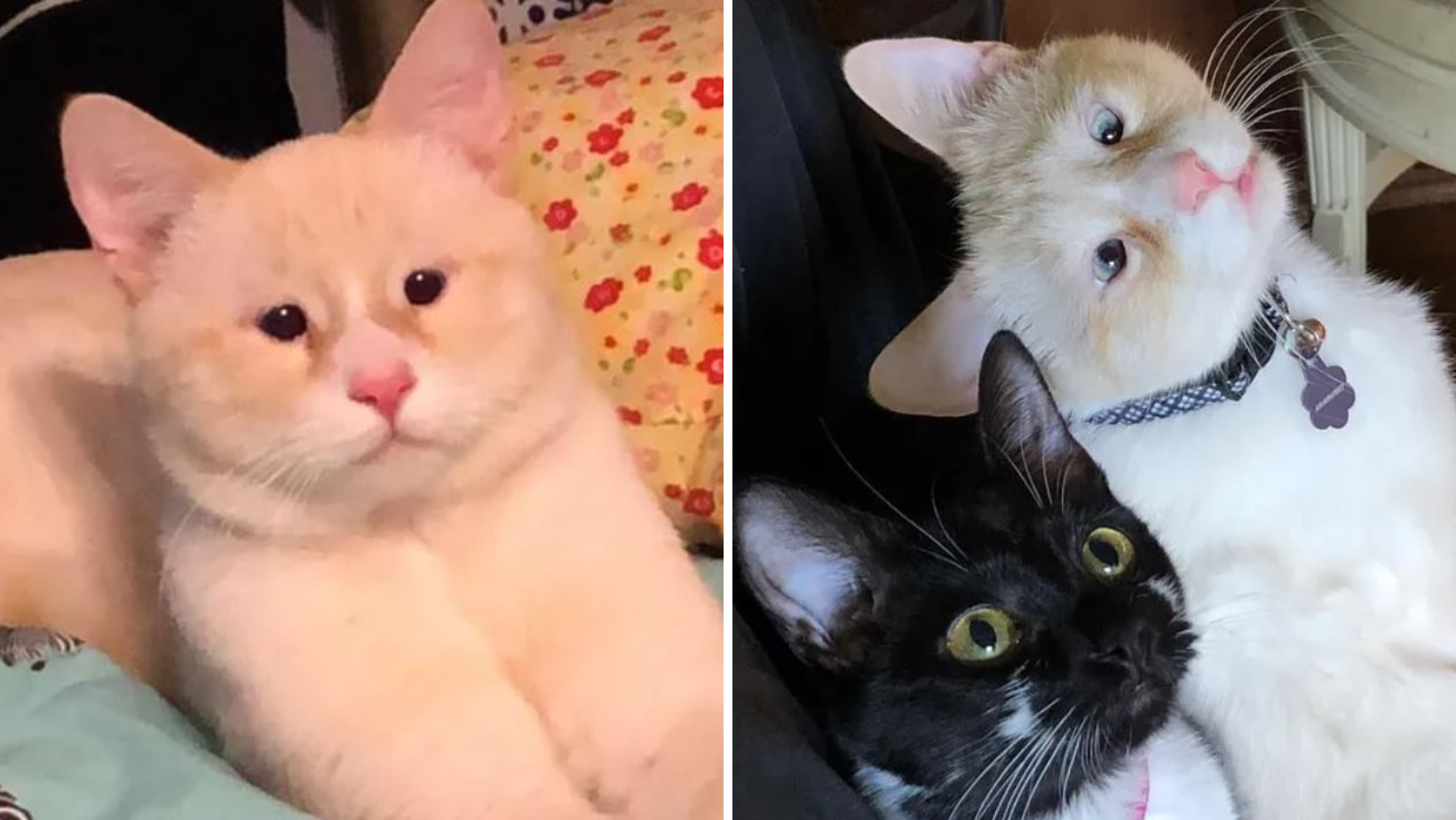 Woman Adopts A Poor-Sighted Cat From A Shelter And Comes Back For His Blind Brother