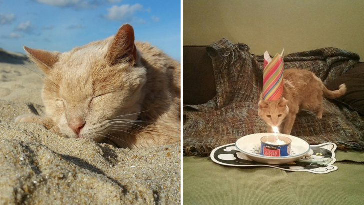 Woman Adopts This 21-Year-Old Cat To Make His Last Days Golden
