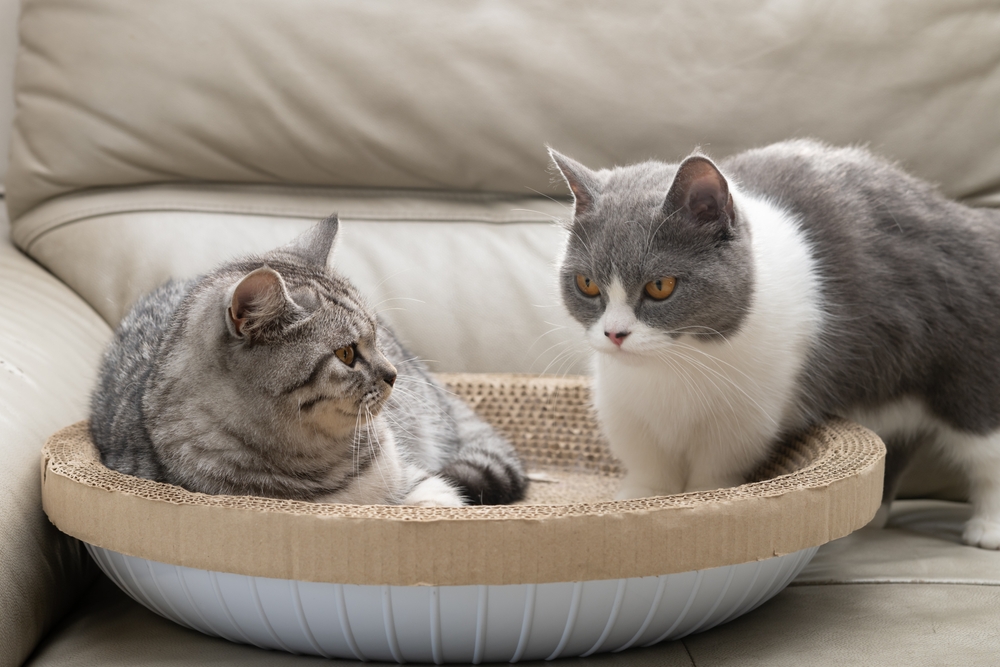 american shorthair vs british shorthair